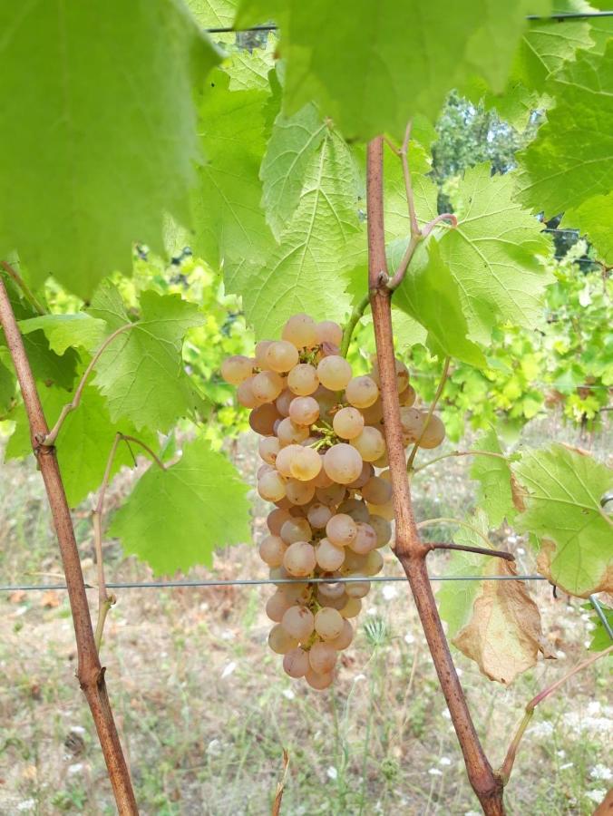B&B Il Vecchio Molino Quercianella Eksteriør bilde